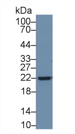 Polyclonal Antibody to Apolipoprotein D (APOD)