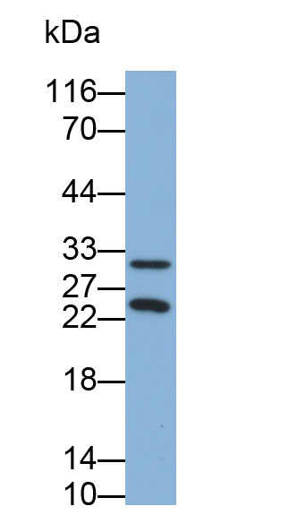 Polyclonal Antibody to Apolipoprotein D (APOD)