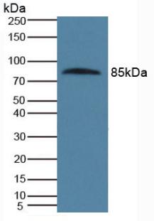 Polyclonal Antibody to Protein S (PROS)