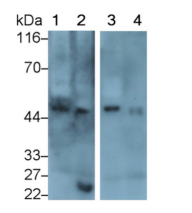 Polyclonal Antibody to Pigment Epithelium Derived Factor (PEDF)