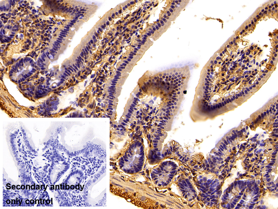 Polyclonal Antibody to Complement Factor I (CFI)