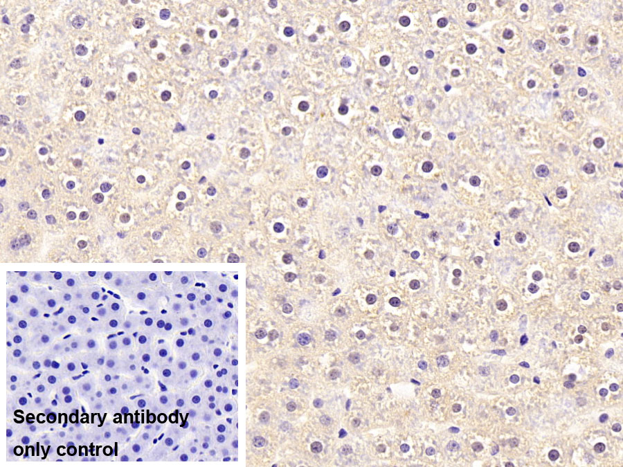 Polyclonal Antibody to Hepcidin (Hepc)