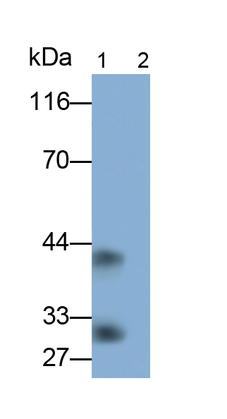 Polyclonal Antibody to Interleukin 33 (IL33)