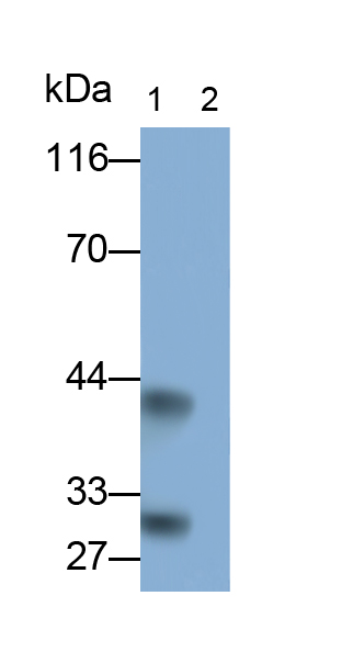 Polyclonal Antibody to Interleukin 33 (IL33)