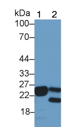 Polyclonal Antibody to Interleukin 33 (IL33)