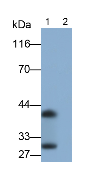 Polyclonal Antibody to Interleukin 33 (IL33)