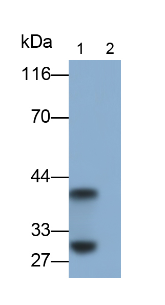 Polyclonal Antibody to Interleukin 33 (IL33)