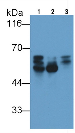 Polyclonal Antibody to Tau Protein (MAPT)