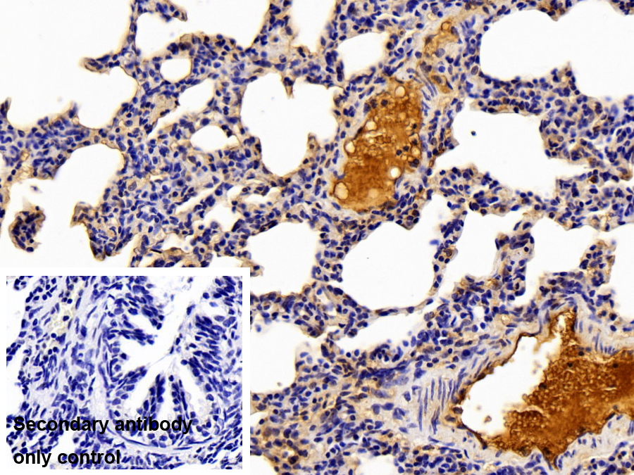 Polyclonal Antibody to Hemopexin (HPX)