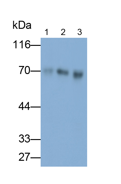 Polyclonal Antibody to Hemopexin (HPX)