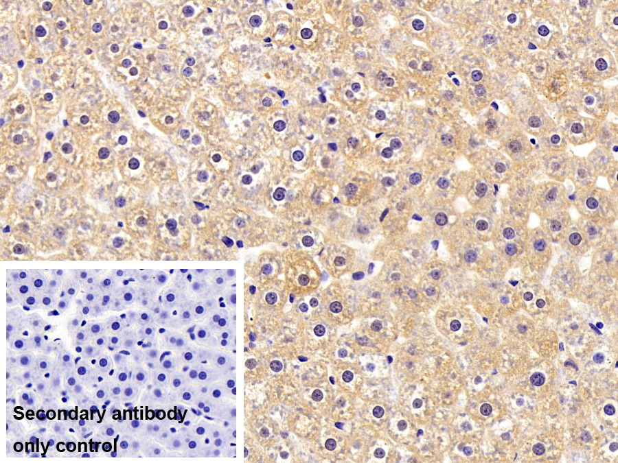 Polyclonal Antibody to Hemopexin (HPX)