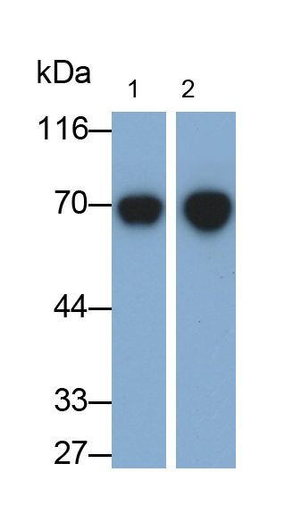 Polyclonal Antibody to Hemopexin (HPX)