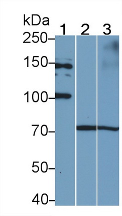 Polyclonal Antibody to Toll Like Receptor 3 (TLR3)