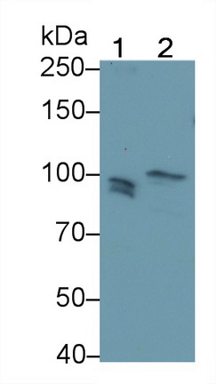 Polyclonal Antibody to Toll Like Receptor 3 (TLR3)