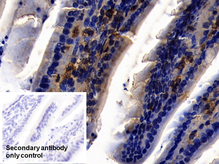 Polyclonal Antibody to Toll Like Receptor 3 (TLR3)