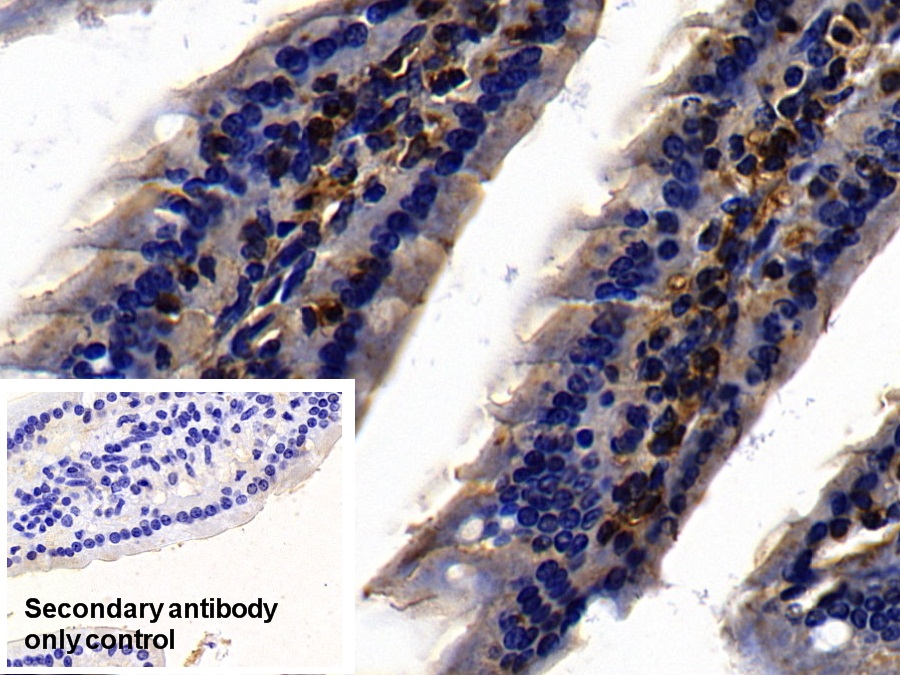 Polyclonal Antibody to Toll Like Receptor 3 (TLR3)