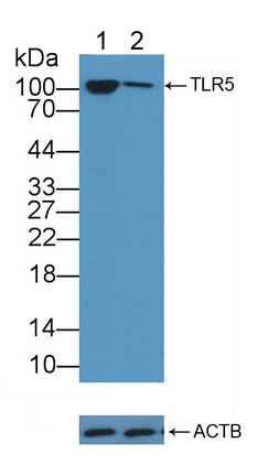 Polyclonal Antibody to Toll Like Receptor 5 (TLR5)