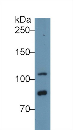 Polyclonal Antibody to Toll Like Receptor 5 (TLR5)