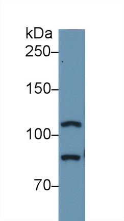 Polyclonal Antibody to Toll Like Receptor 5 (TLR5)