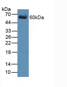 Polyclonal Antibody to Arrestin Beta 1 (ARRb1)