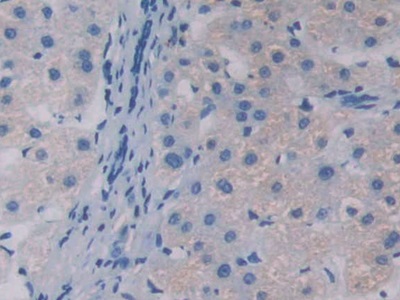 Polyclonal Antibody to Apolipoprotein A5 (APOA5)