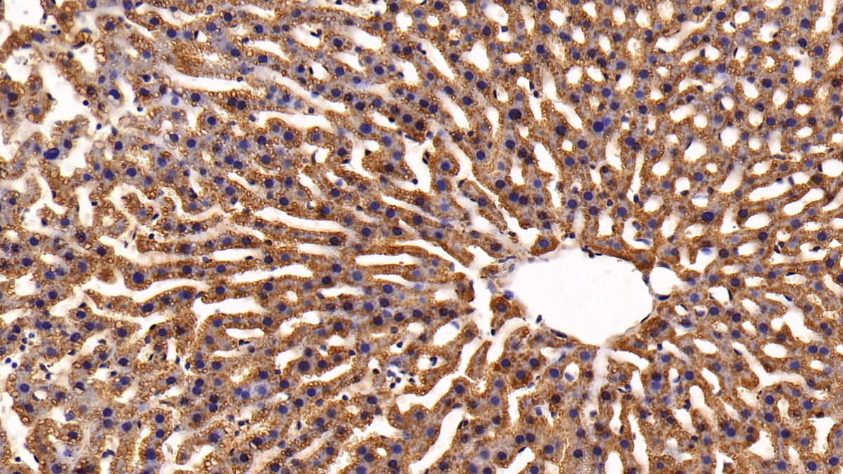 Polyclonal Antibody to Apolipoprotein A5 (APOA5)