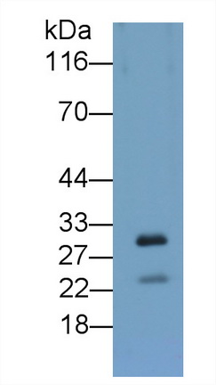 Polyclonal Antibody to Apolipoprotein A5 (APOA5)