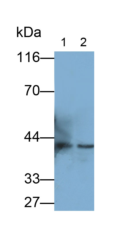 Polyclonal Antibody to Apolipoprotein A5 (APOA5)