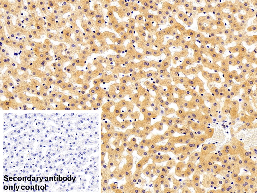 Polyclonal Antibody to Apolipoprotein A5 (APOA5)