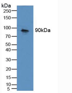 Polyclonal Antibody to Cadherin 16 (CDH16)