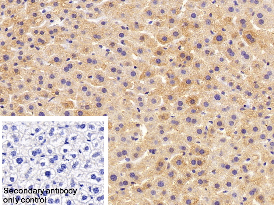 Polyclonal Antibody to Haptoglobin Related Protein (HPR)