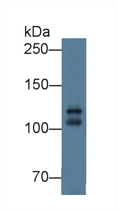 Polyclonal Antibody to Cadherin, Myotubule (CDH15)