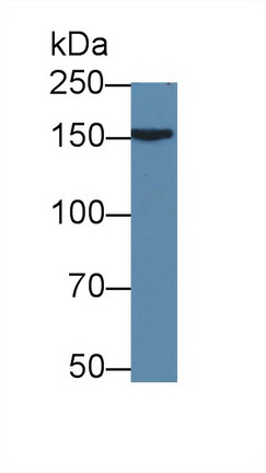 Polyclonal Antibody to Apolipoprotein B (APOB)