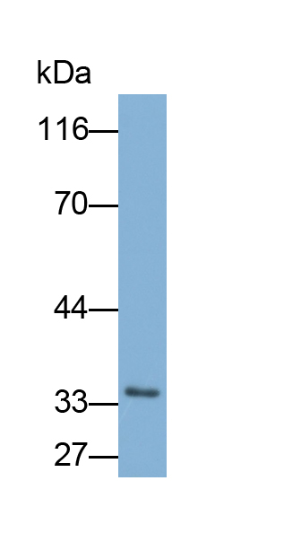 Polyclonal Antibody to Interleukin 34 (IL34)