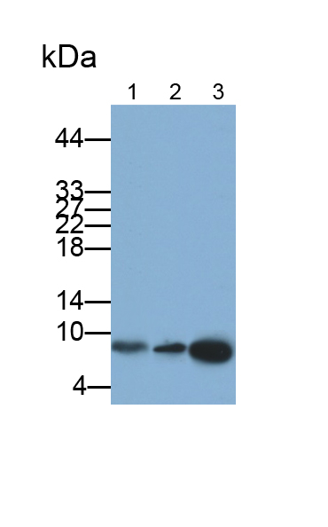 Polyclonal Antibody to S100 Calcium Binding Protein A2 (S100A2)