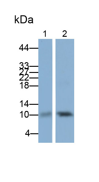 Polyclonal Antibody to S100 Calcium Binding Protein A2 (S100A2)