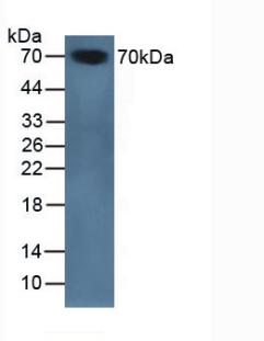 Polyclonal Antibody to Serpin A10 (SERPINA10)