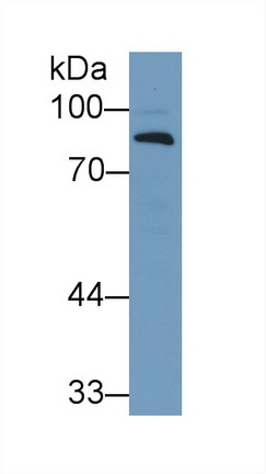 Polyclonal Antibody to Complement Factor B (CFB)