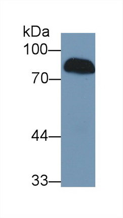 Polyclonal Antibody to Complement Factor B (CFB)