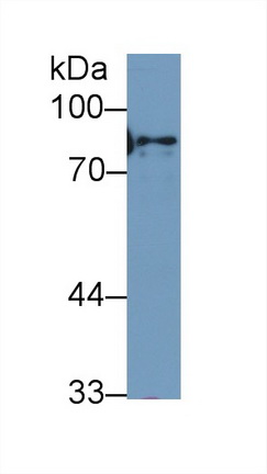 Polyclonal Antibody to Complement Factor B (CFB)