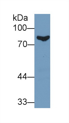 Polyclonal Antibody to Complement Factor B (CFB)