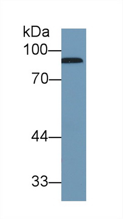 Polyclonal Antibody to Complement Factor B (CFB)