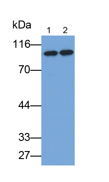 Polyclonal Antibody to Complement Factor B (CFB)