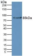 Polyclonal Antibody to Complement Factor B (CFB)