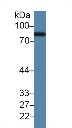 Polyclonal Antibody to Complement Factor B (CFB)