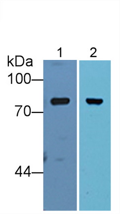 Polyclonal Antibody to Complement Factor B (CFB)