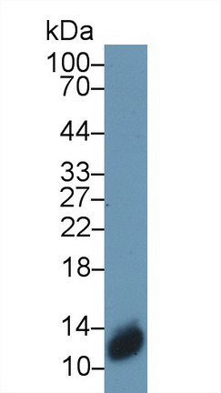 Polyclonal Antibody to S100 Calcium Binding Protein A3 (S100A3)