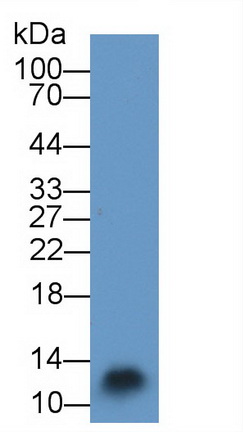 Polyclonal Antibody to S100 Calcium Binding Protein A3 (S100A3)