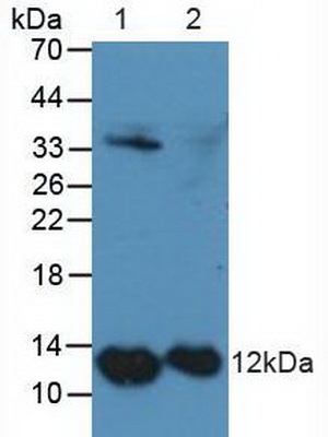 Polyclonal Antibody to S100 Calcium Binding Protein A4 (S100A4)