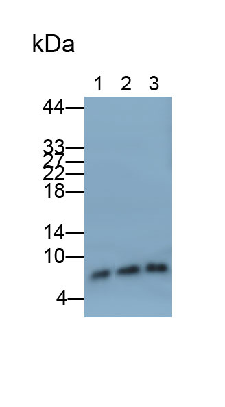 Polyclonal Antibody to S100 Calcium Binding Protein A4 (S100A4)